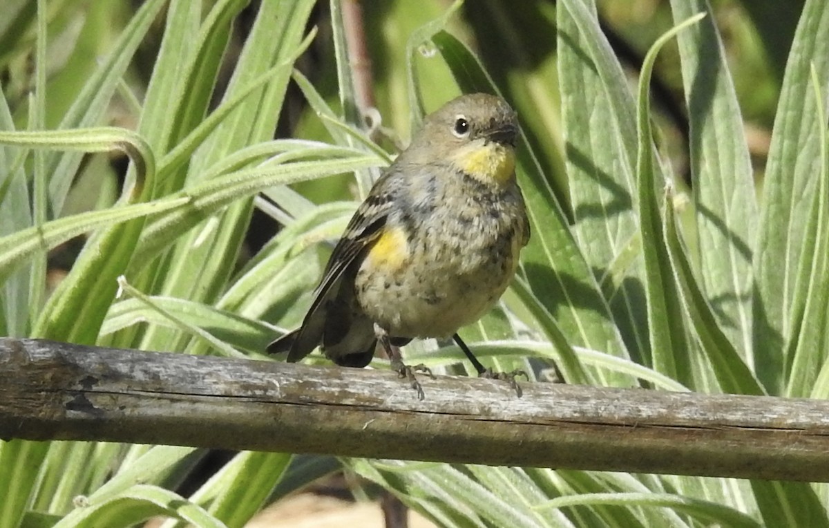 Yellow-rumped Warbler (Audubon's) - Sharon Forsyth