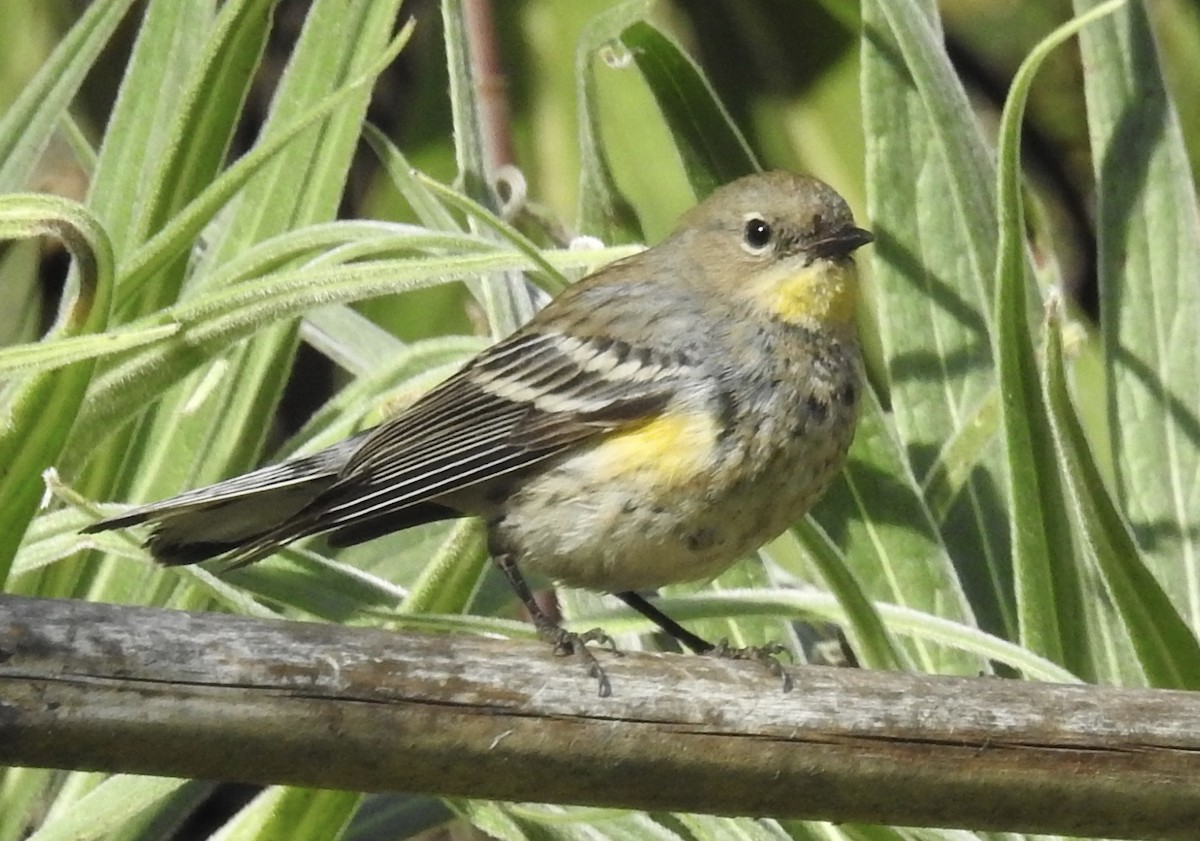 Yellow-rumped Warbler (Audubon's) - Sharon Forsyth