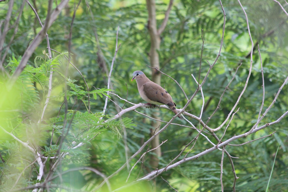 Blue-spotted Wood-Dove - ML134766081