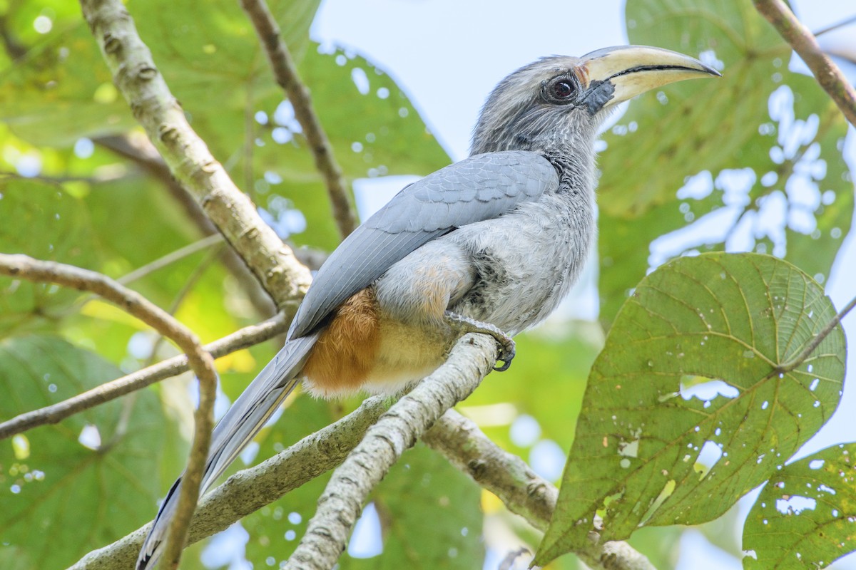 Malabar Gray Hornbill - Ganesh Gore