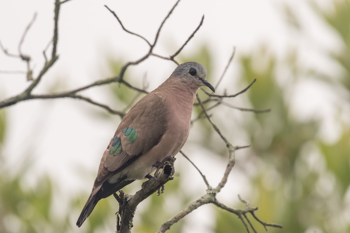 Emerald-spotted Wood-Dove - ML134769511