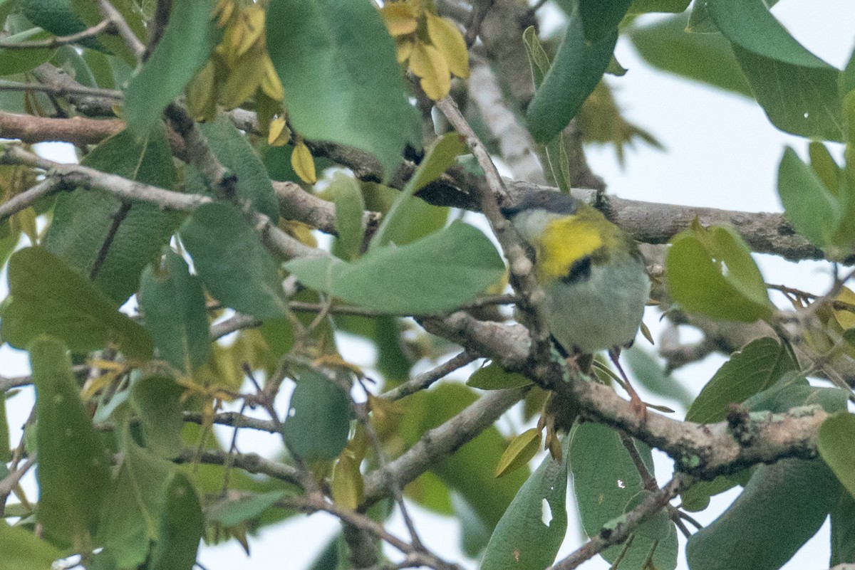 Yellow-breasted Apalis - ML134769521