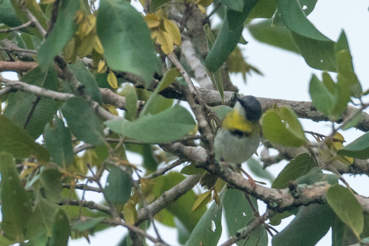 Yellow-breasted Apalis - ML134769531