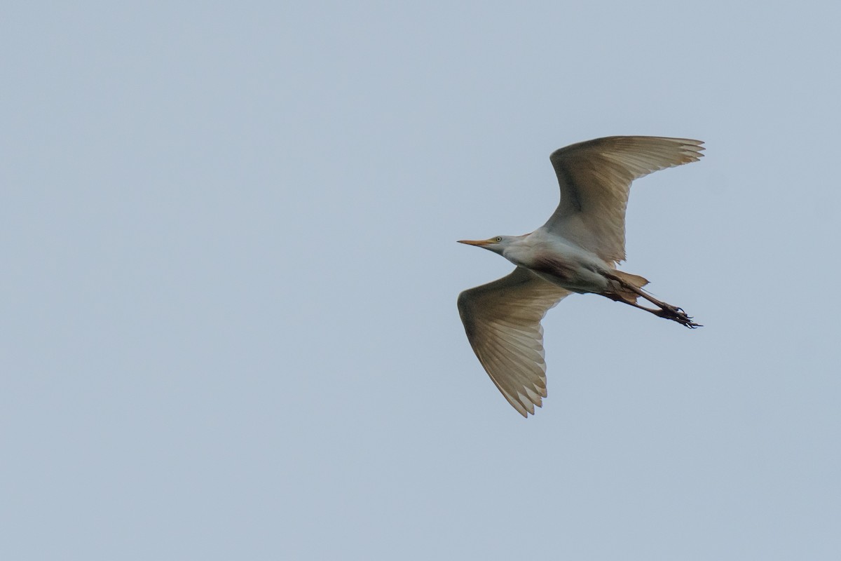Чапля єгипетська (підвид ibis) - ML134769671