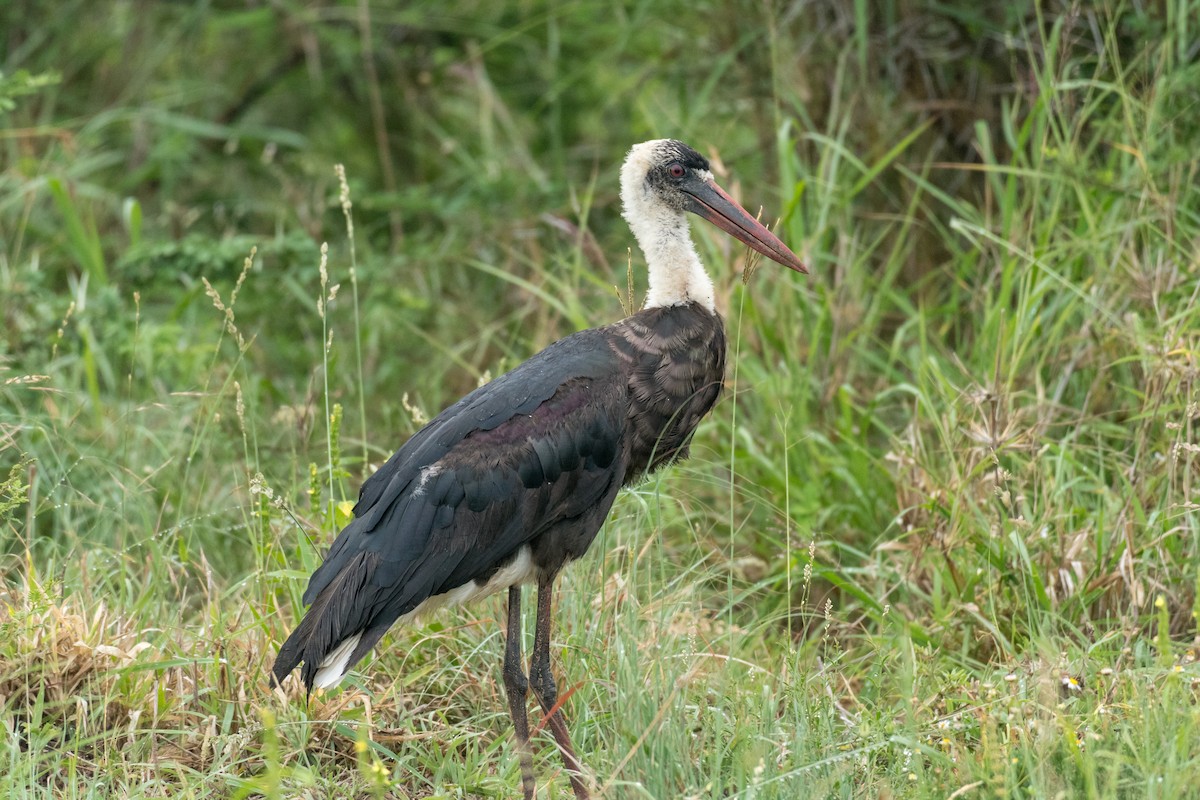 African Woolly-necked Stork - ML134769831