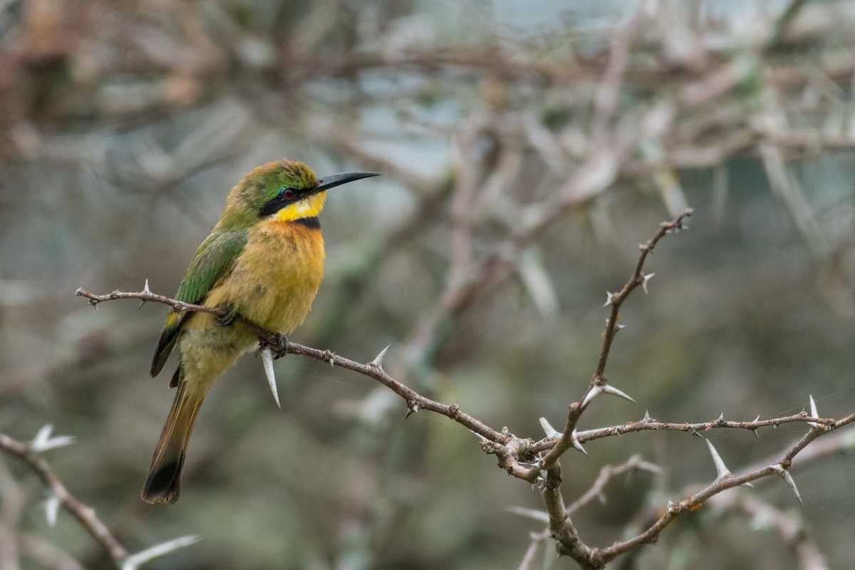 Little Bee-eater - ML134769901