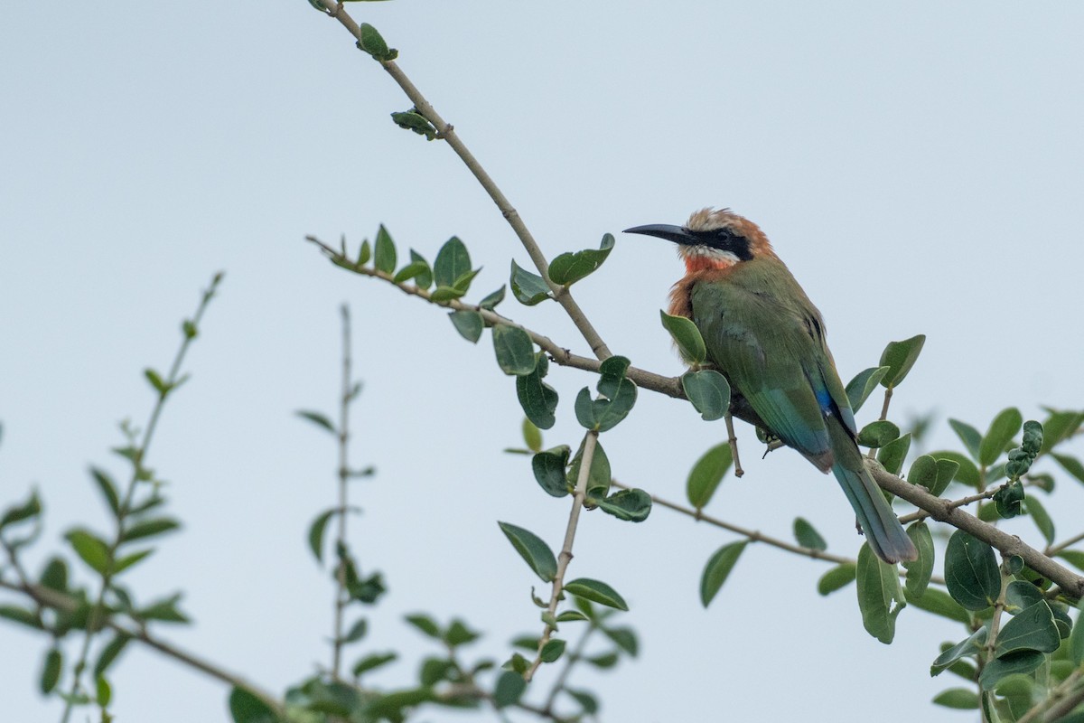 White-fronted Bee-eater - ML134770001