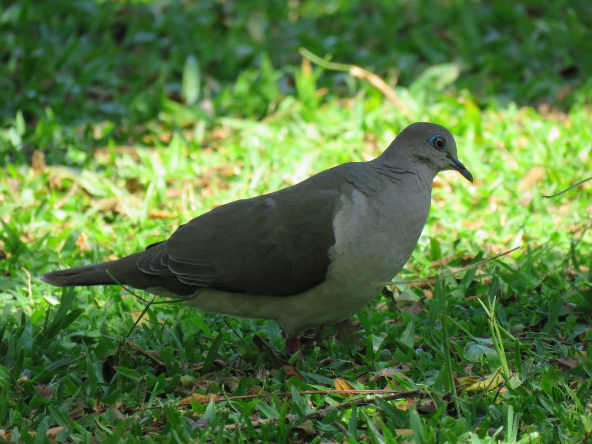 White-tipped Dove - Mary Trombley