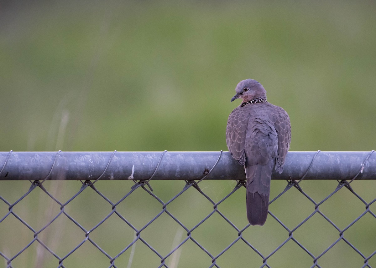 Spotted Dove - Lucas Brook