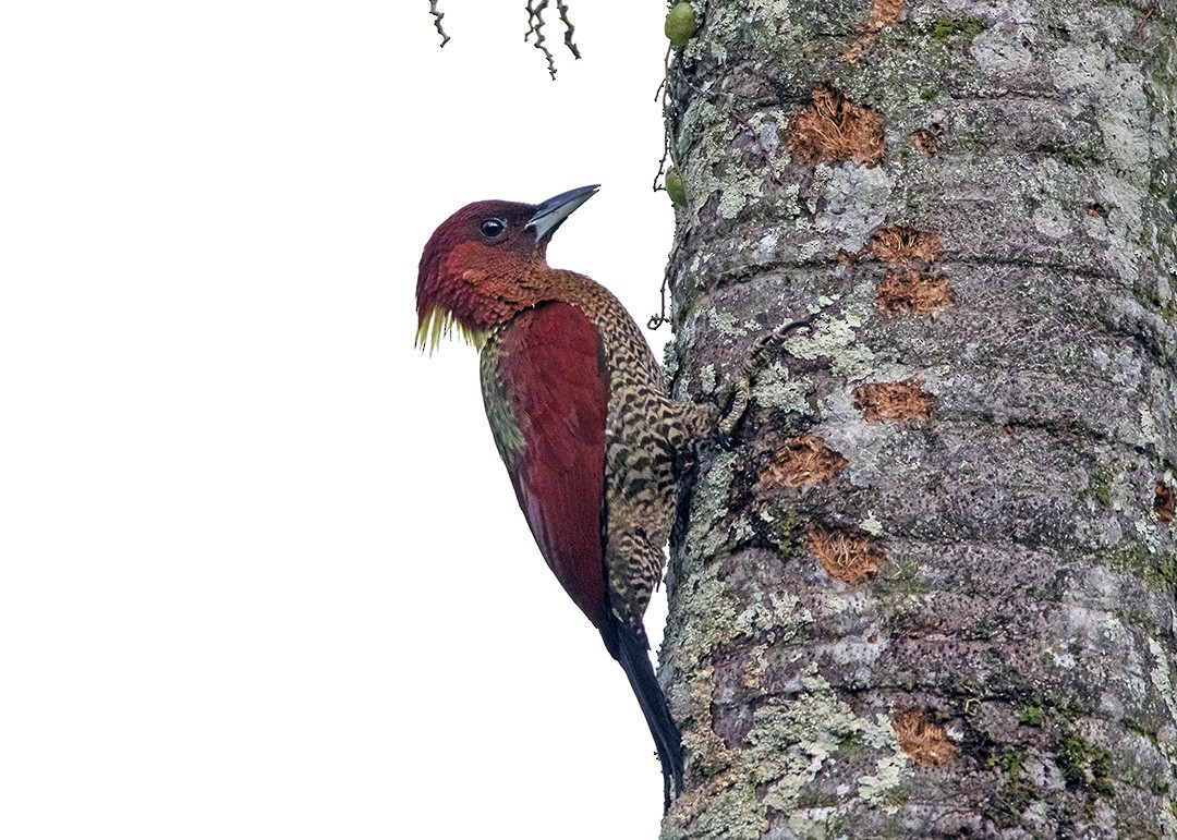 Banded Woodpecker - RNVK Deepak