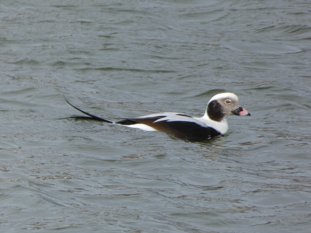 Long-tailed Duck - ML134778461