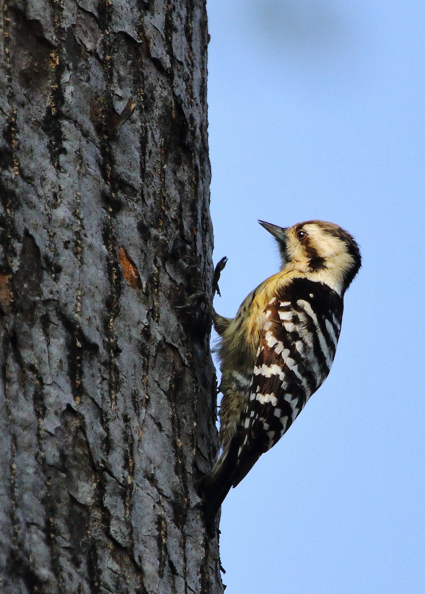 Gray-capped Pygmy Woodpecker - ML134780181