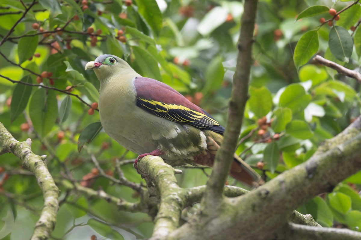 Thick-billed Green-Pigeon - ML134780841