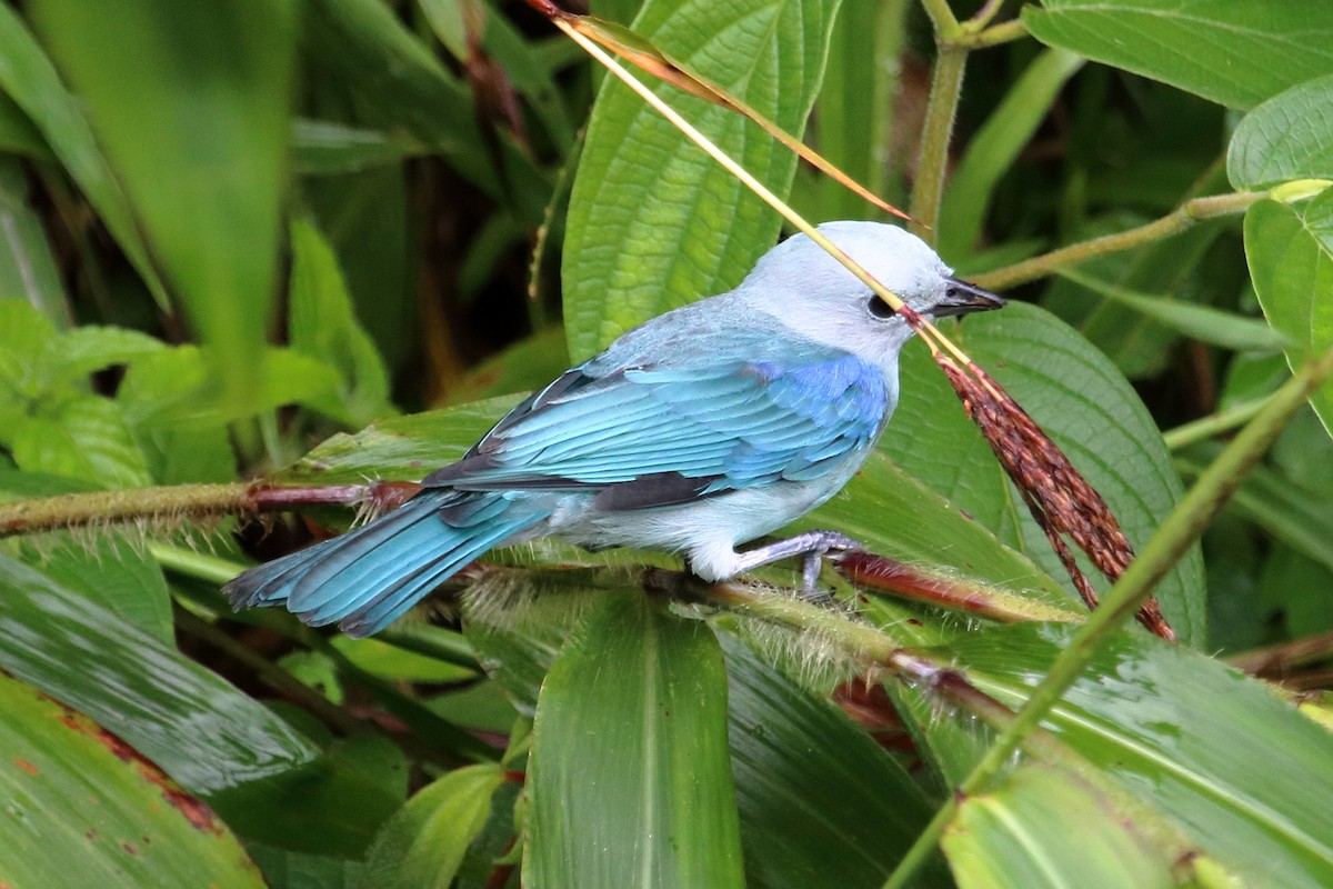 Blue-gray Tanager - ML134782291