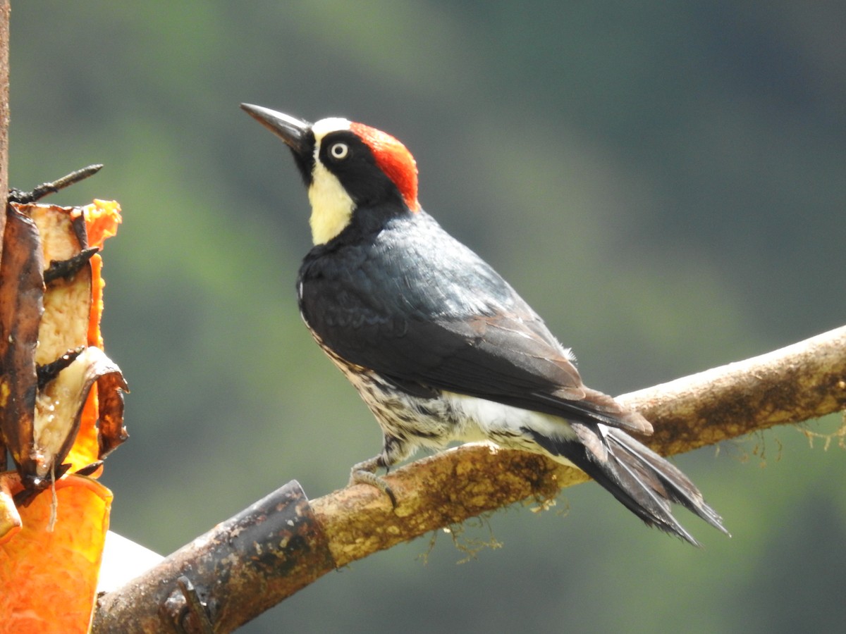 Acorn Woodpecker - Bill Townsend