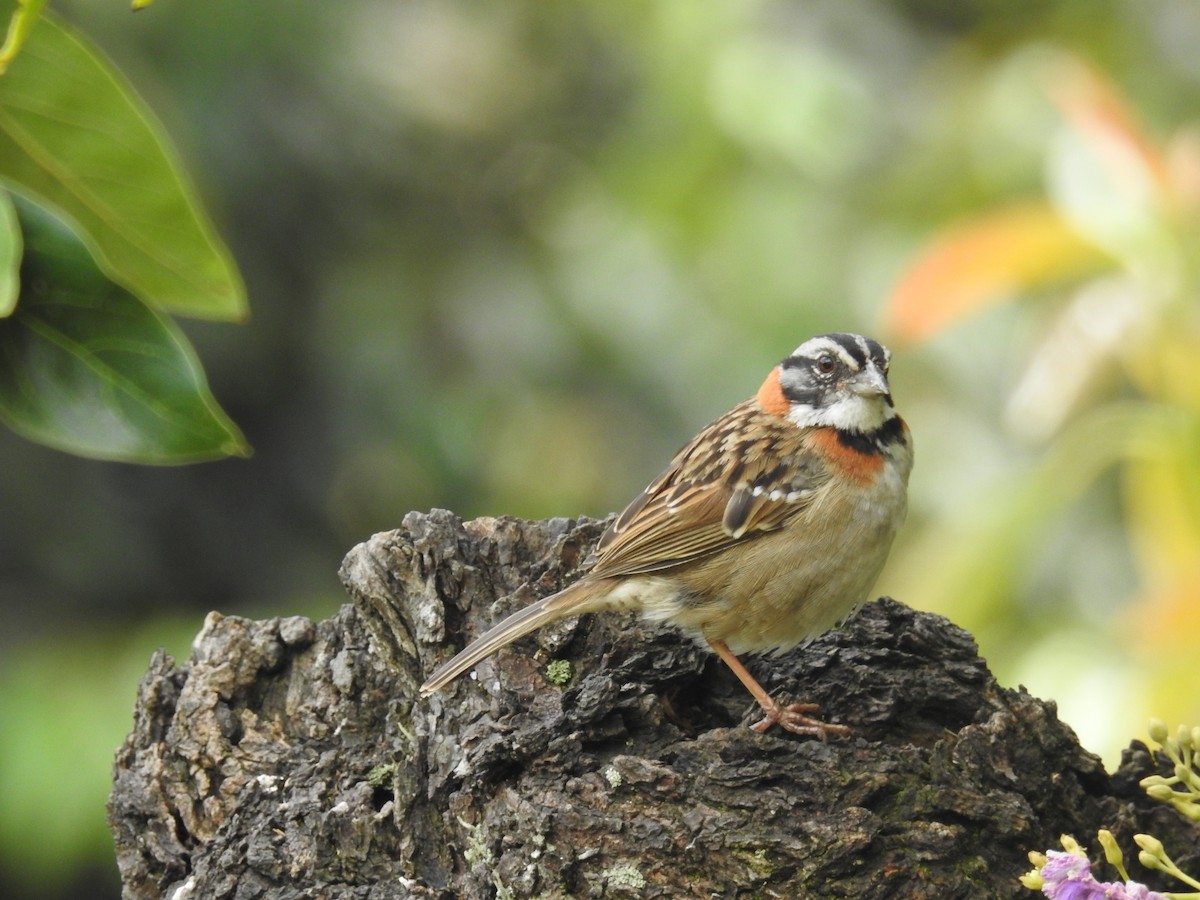 Rufous-collared Sparrow - Bill Townsend