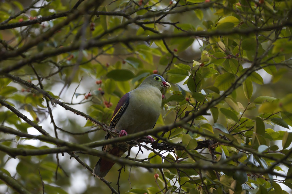 Thick-billed Green-Pigeon - ML134787931
