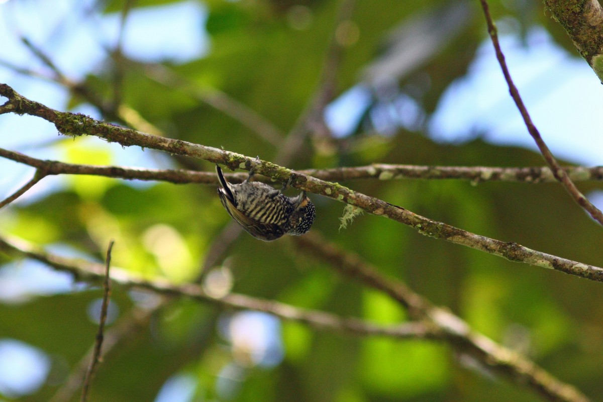 Speckle-chested Piculet - David Disher