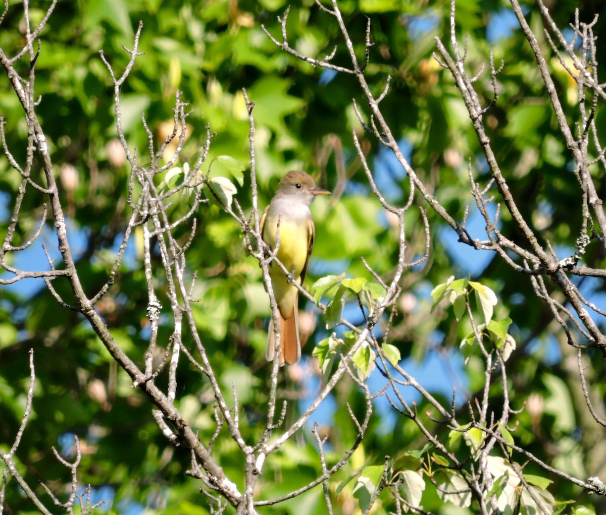 Great Crested Flycatcher - ML134790981