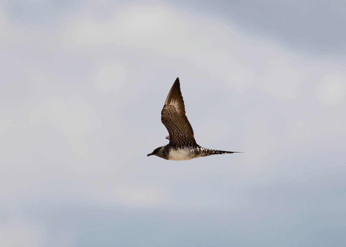Long-tailed Jaeger - ML134791461