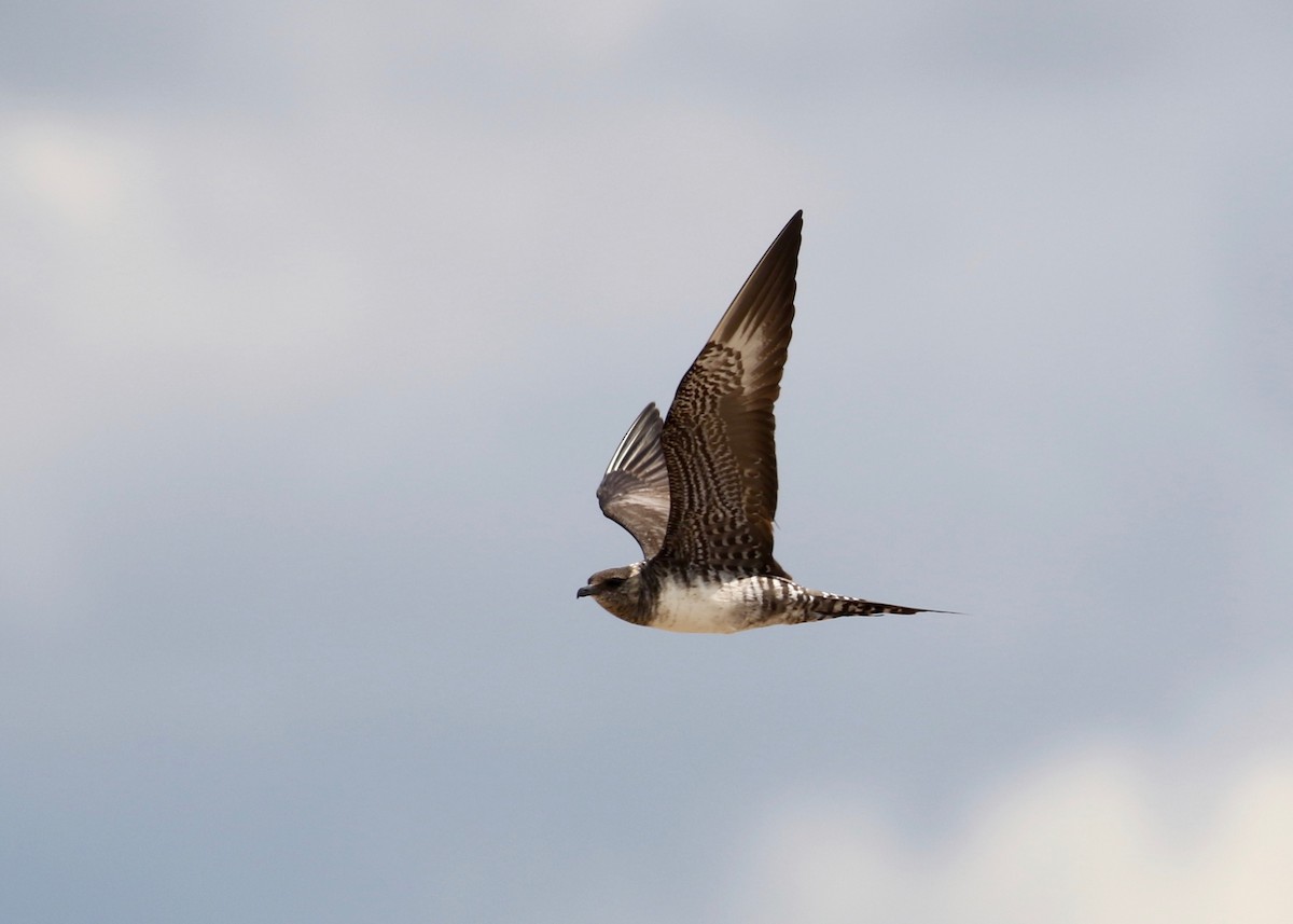 Long-tailed Jaeger - ML134791471