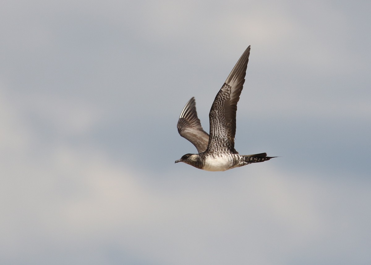 Long-tailed Jaeger - ML134791481