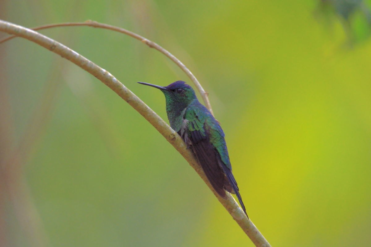kolibřík fialovotemenný - ML134792591