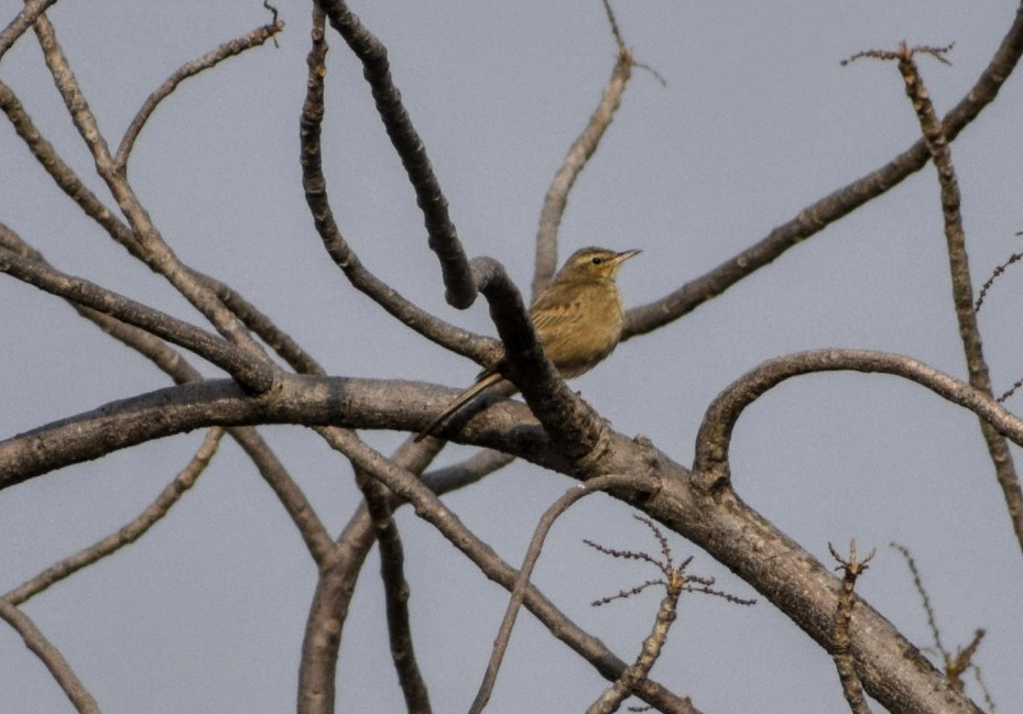 Long-billed Pipit (Indian) - ML134793711