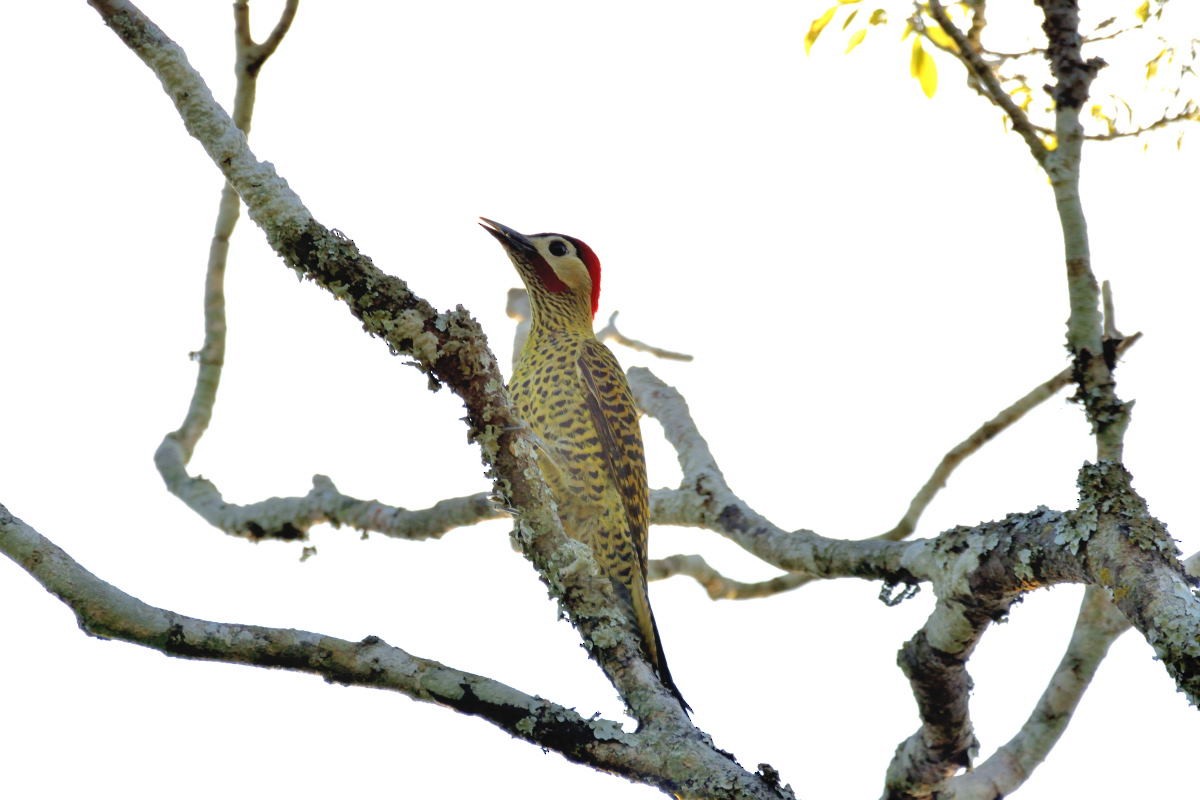 Green-barred Woodpecker - ML134794971