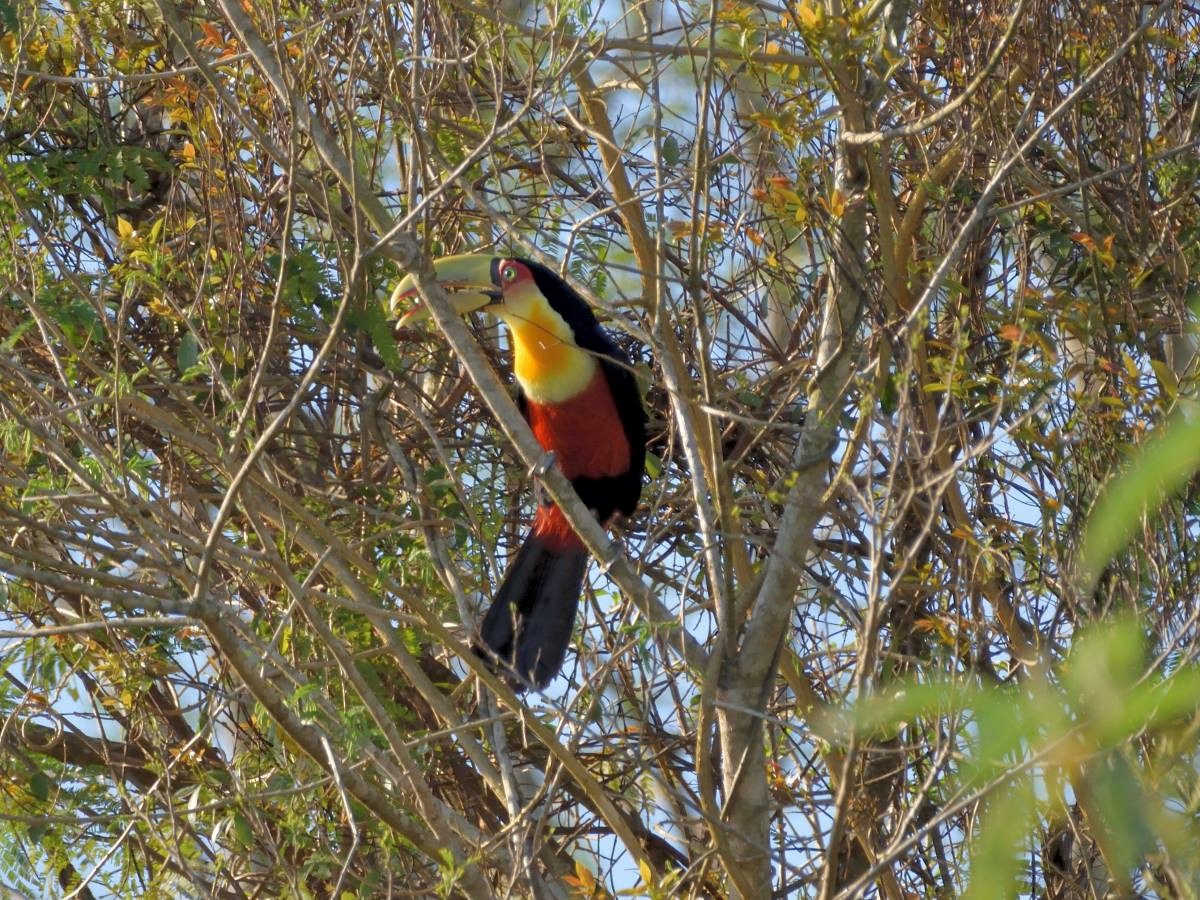 Red-breasted Toucan - ML134797531