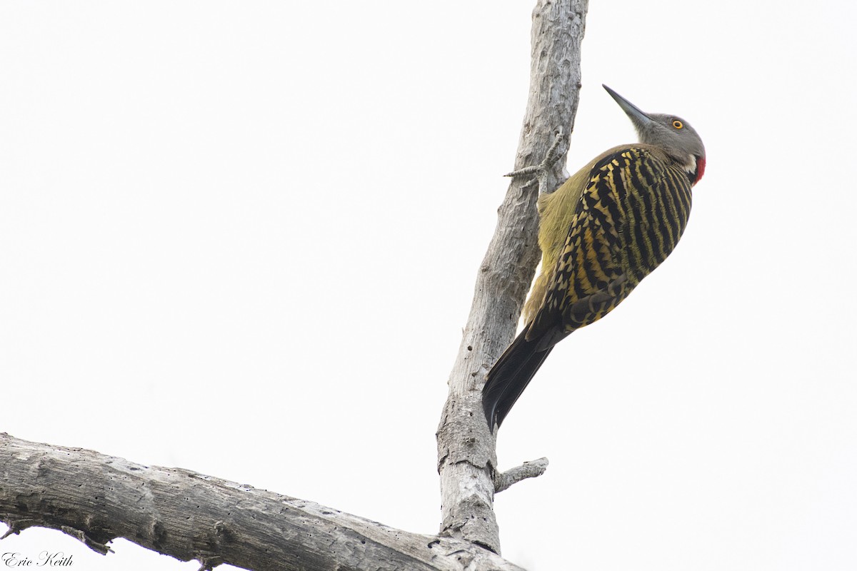 Hispaniolan Woodpecker - ML134797701