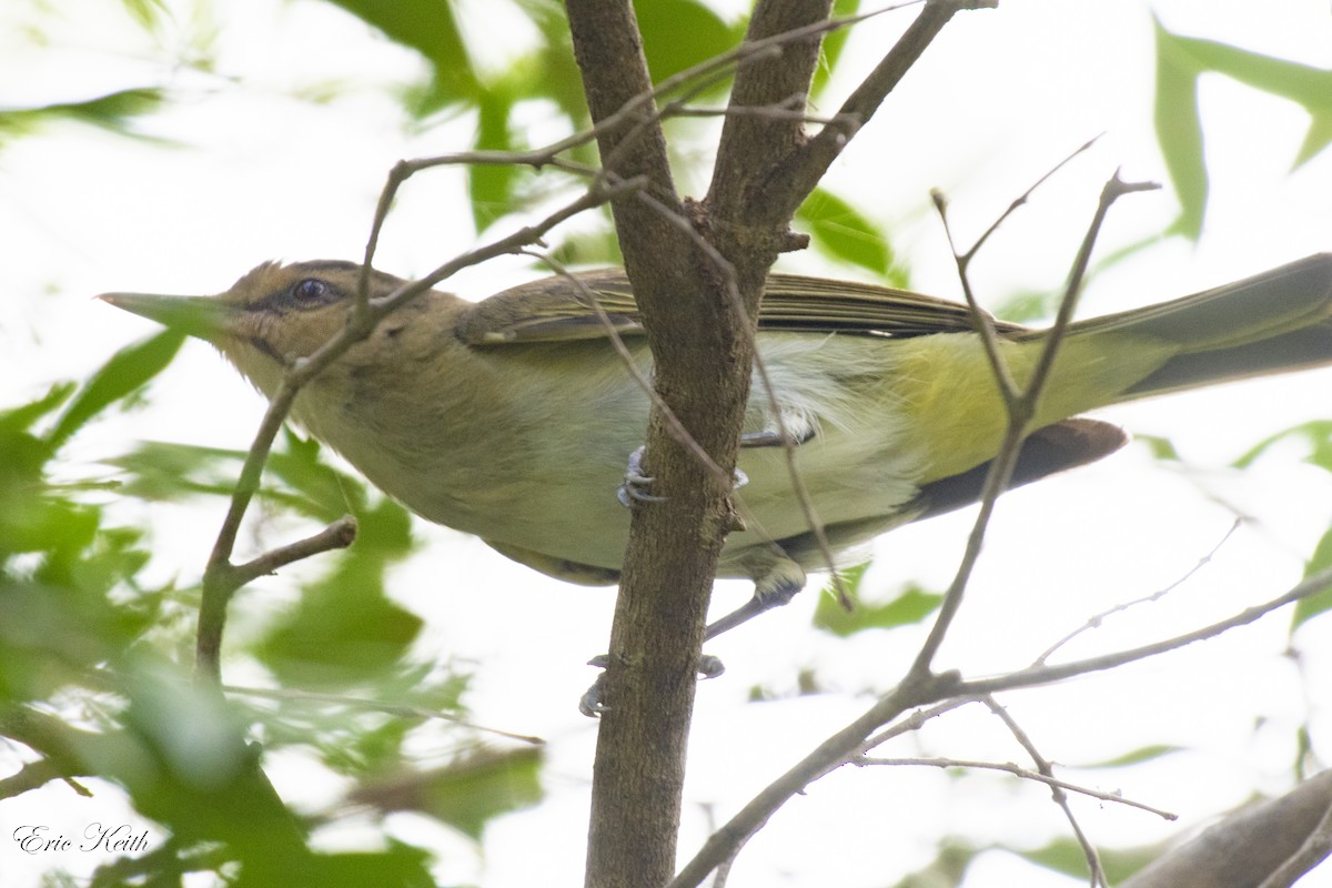 Black-whiskered Vireo - Eric Keith