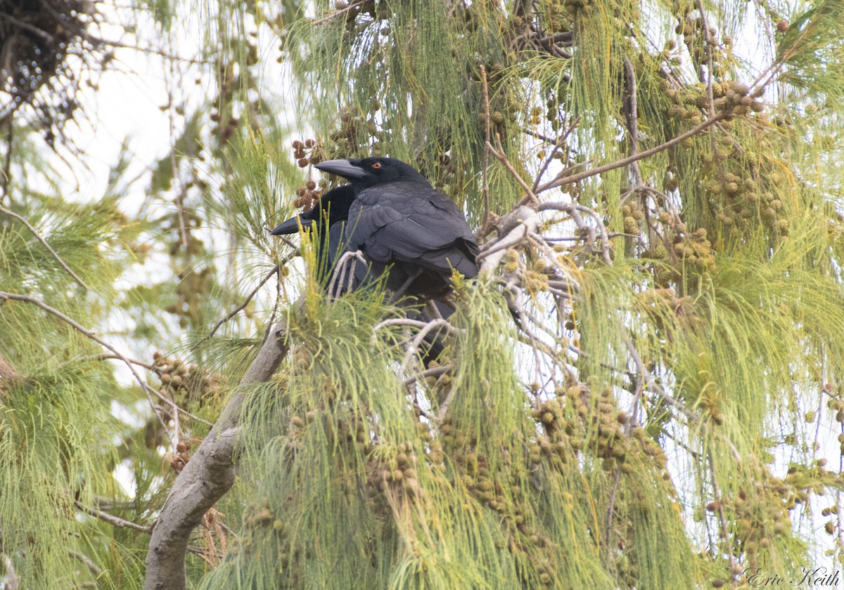 White-necked Crow - ML134798181