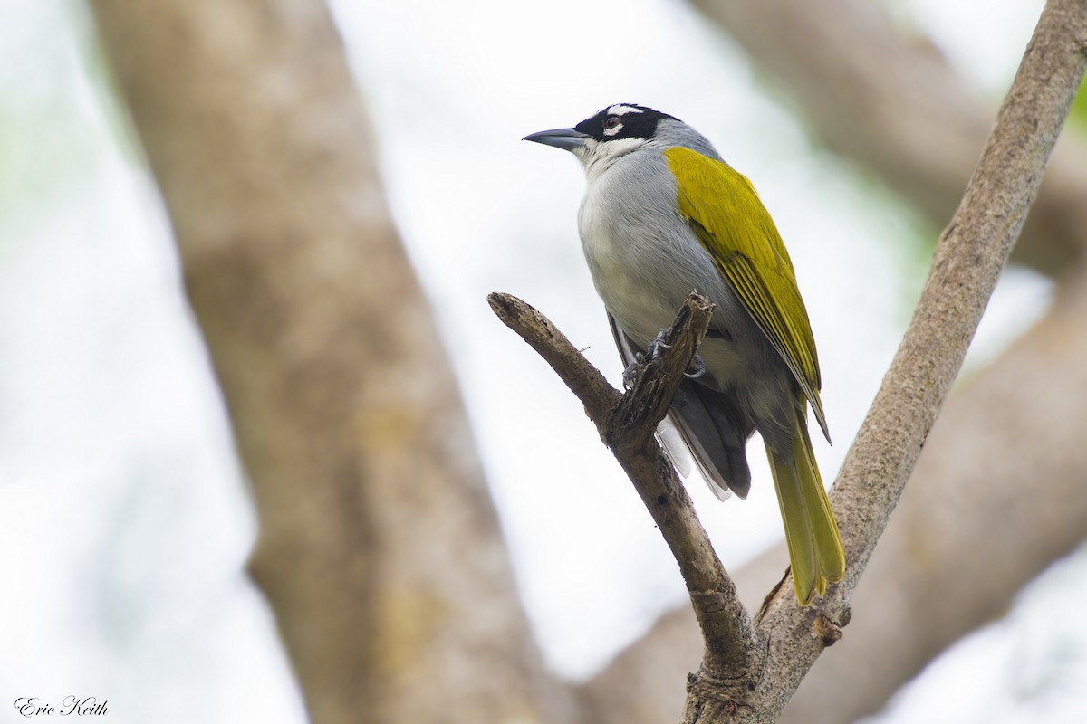 Black-crowned Palm-Tanager - ML134798341