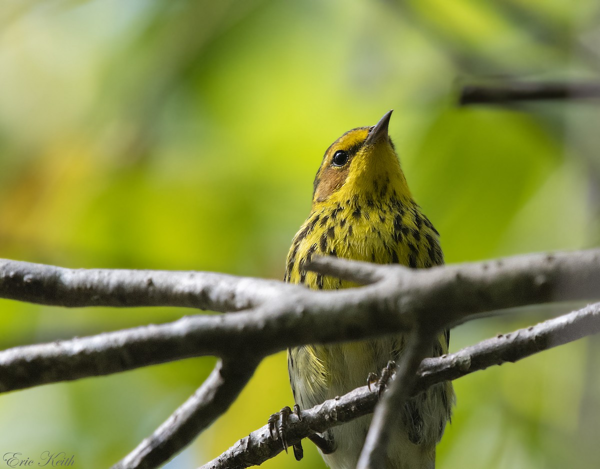 Cape May Warbler - ML134798391