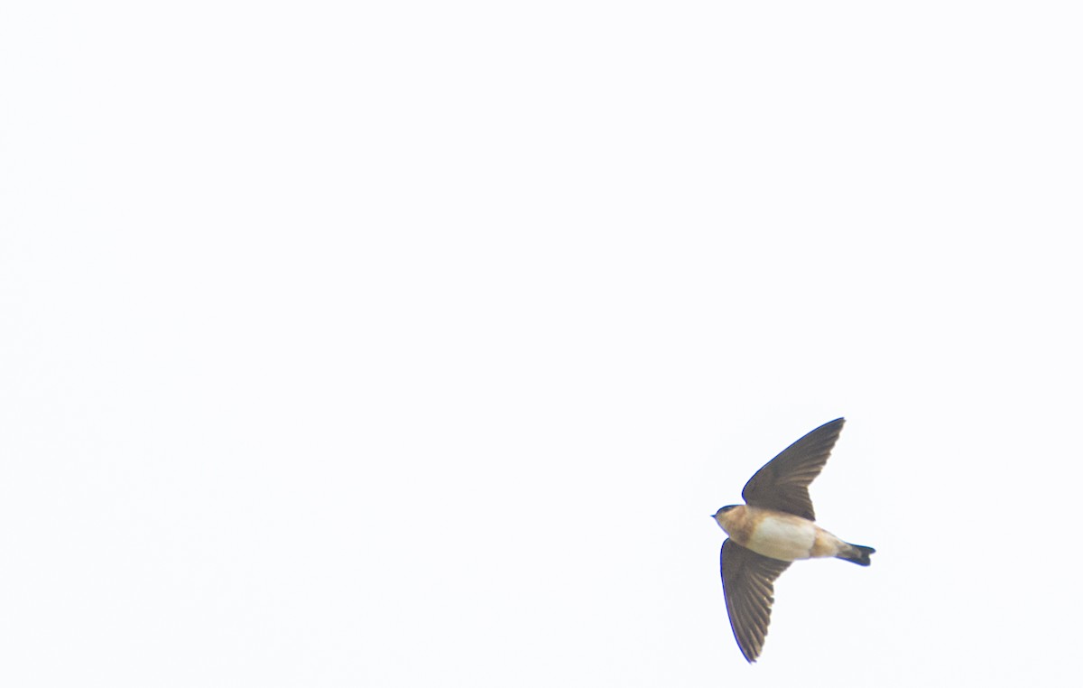 Cave Swallow - ML134799951