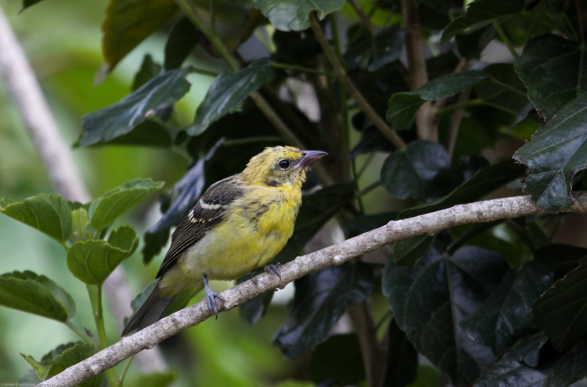 Flame-colored Tanager - ML134801891
