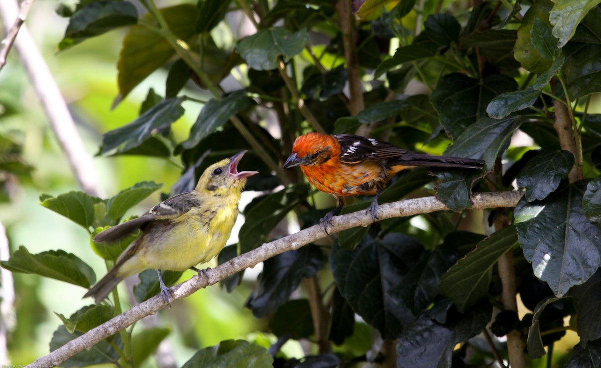 Flame-colored Tanager - ML134801901