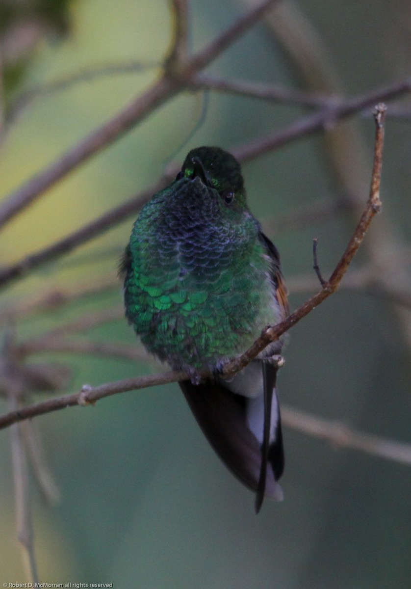 Stripe-tailed Hummingbird - ML134802971