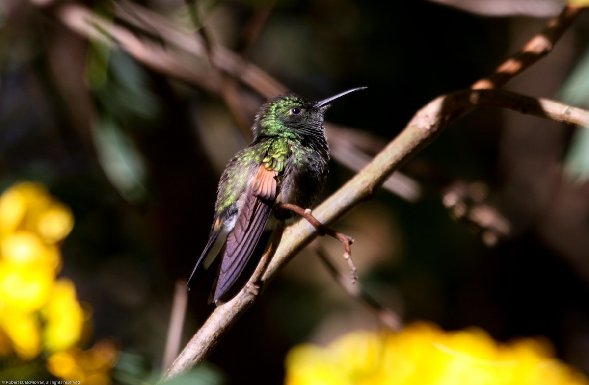 Stripe-tailed Hummingbird - ML134802981