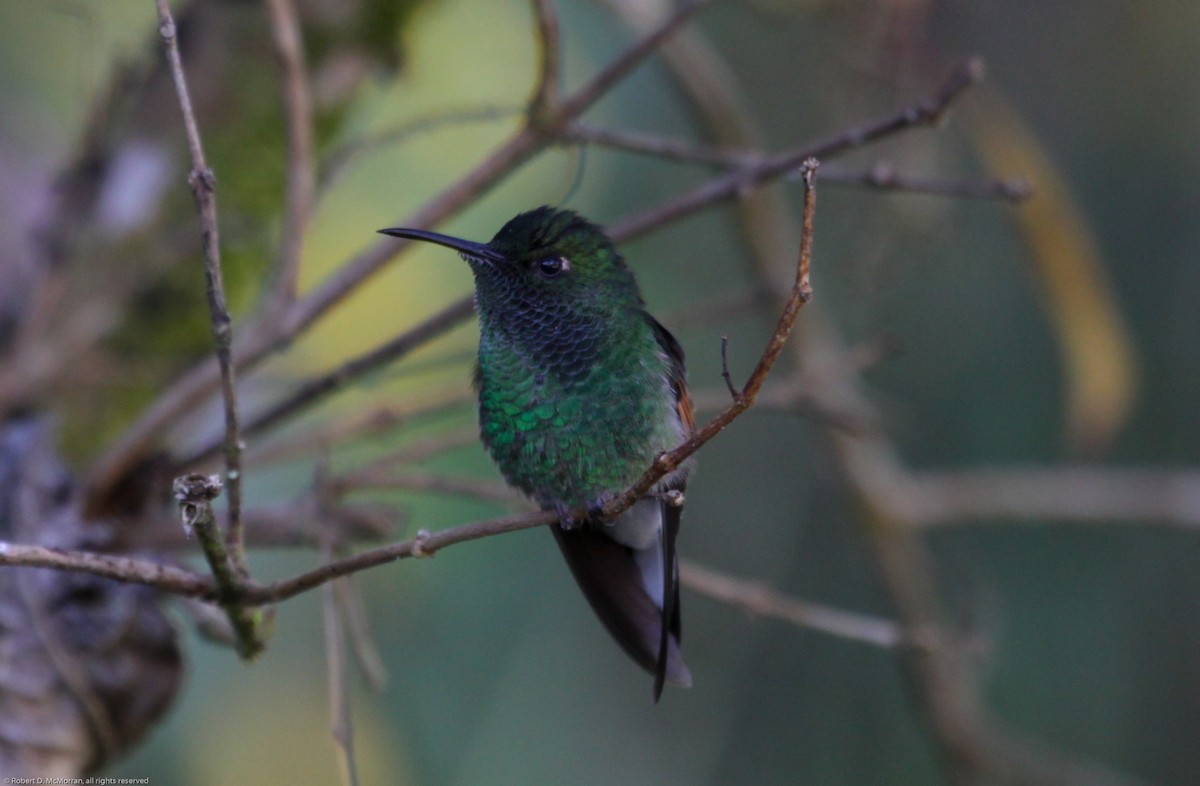 Stripe-tailed Hummingbird - Robert McMorran