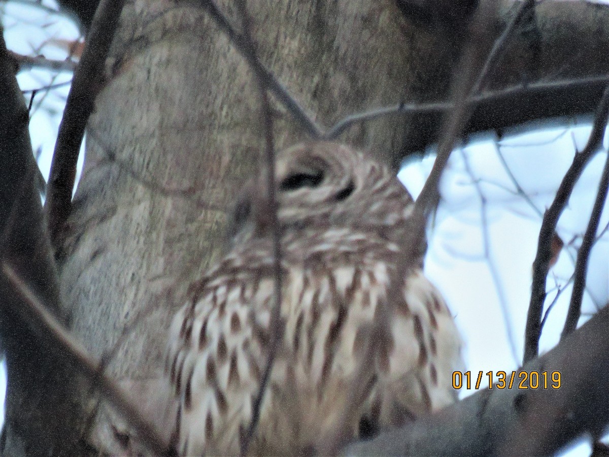 Barred Owl - dave chase