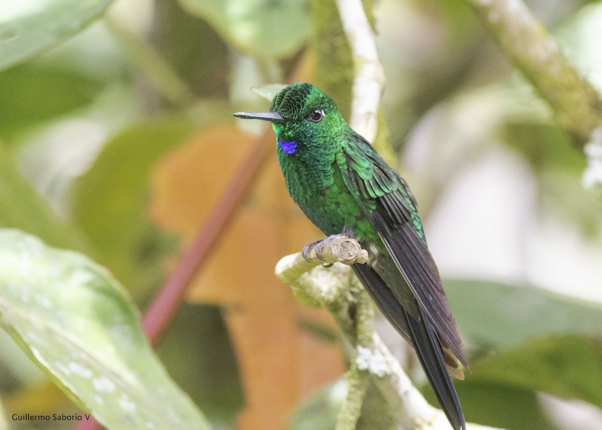 Green-crowned Brilliant - ML134805061