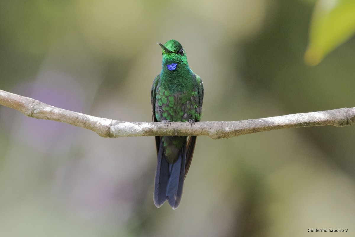 Green-crowned Brilliant - ML134805101