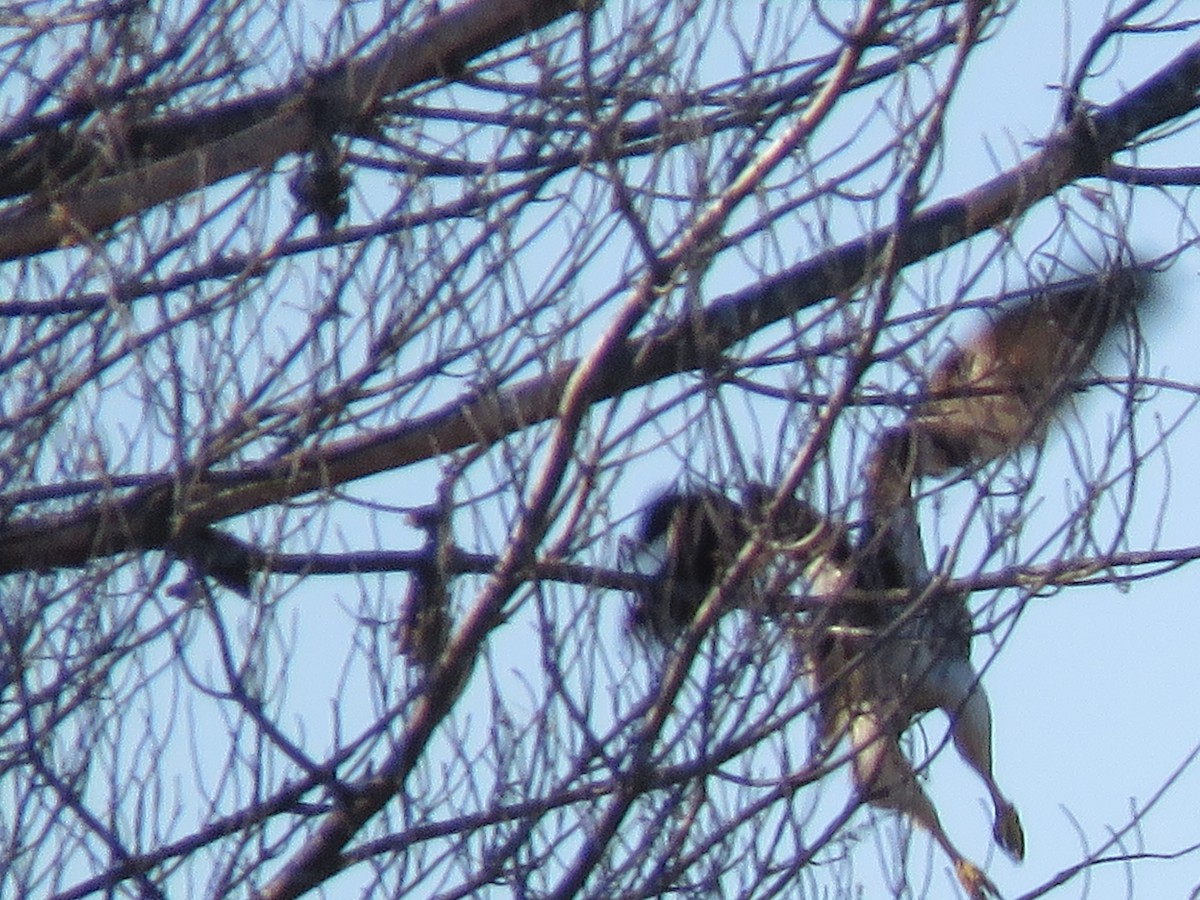 Red-tailed Hawk - ML134805531