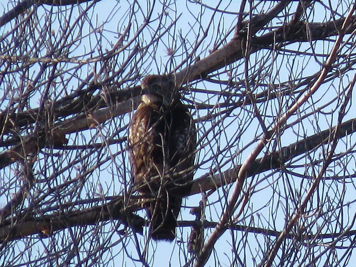 Red-tailed Hawk - ML134805541