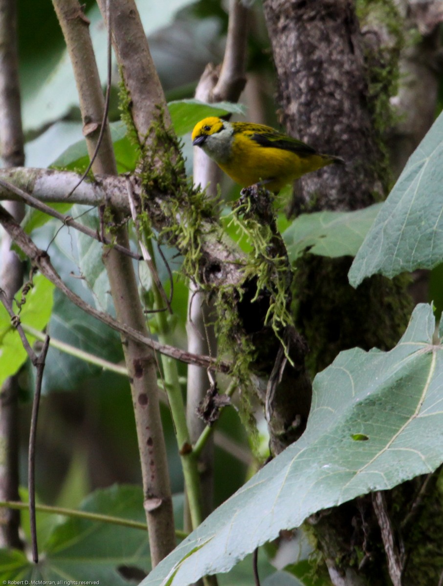 Silver-throated Tanager - ML134805861