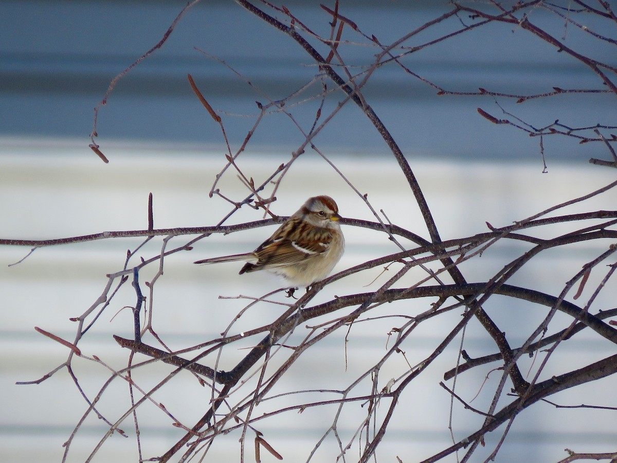 American Tree Sparrow - Lucie Roy