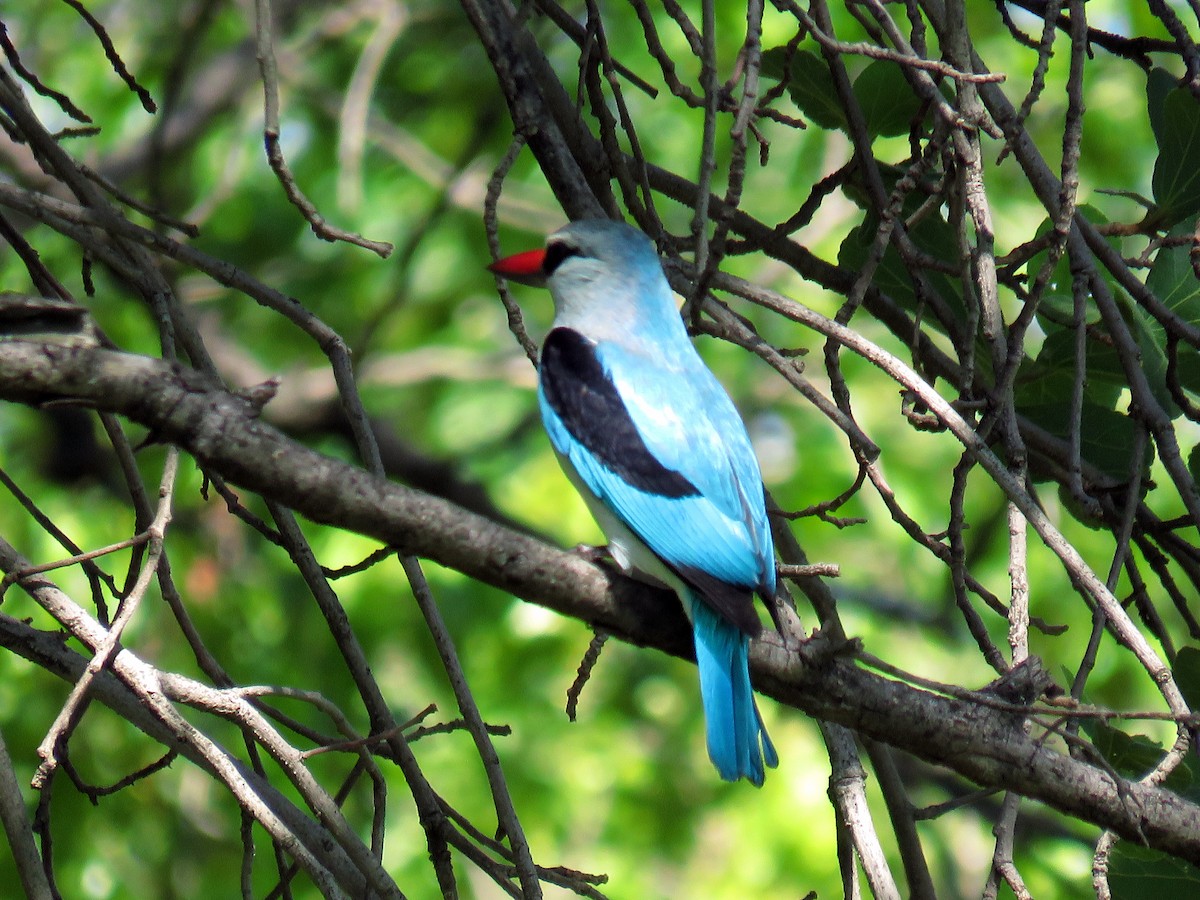 Woodland Kingfisher - Mark Salvidge