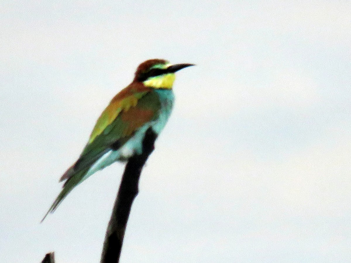 European Bee-eater - ML134811491